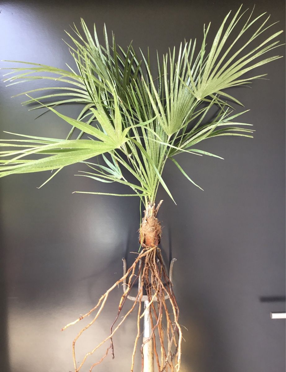 Pflanzen & Samen: Original Sizilien Zwerg-Palme | Ableger – Neu (gemäss Beschreibung) aus Eggersriet von Wiese61
