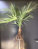 Original Sizilien Zwerg-Palme | Ableger