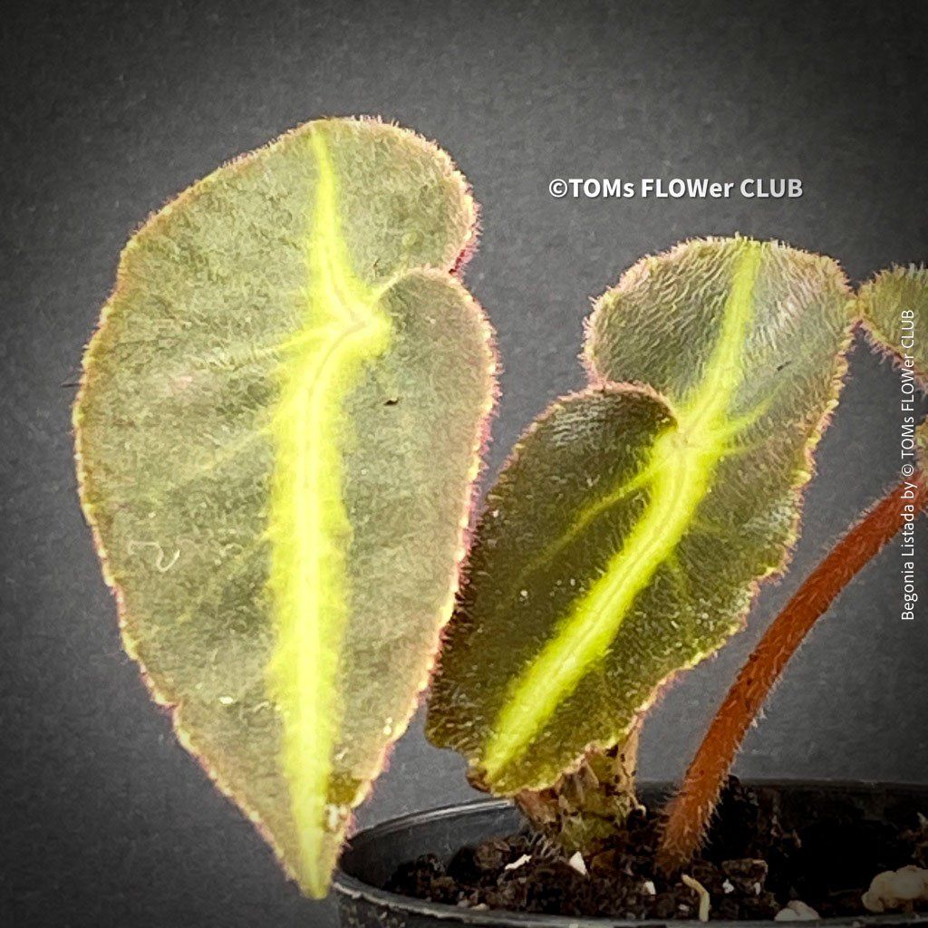 Piante & sementi: Begonia Listada - tropisch aus Brasilien – Nuovo e nell'imballaggio originale da Adliswil venduto da TAKEYOURPLANT