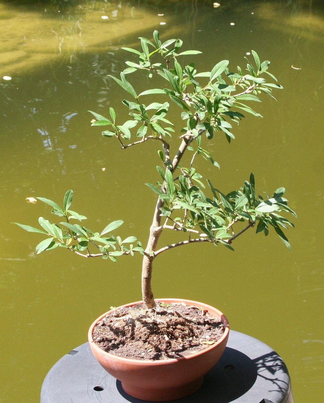 Pflanzen & Samen: BONSAI  -  Wild-Flieder – Gebraucht aus Gretzenbach von Sikim