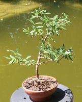 BONSAI  -  Wild-Flieder