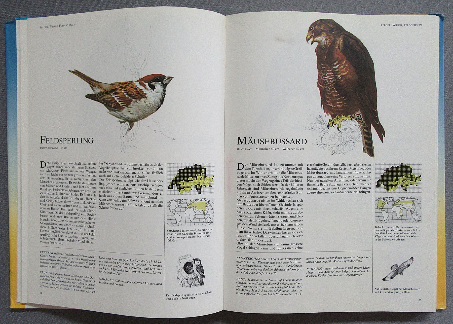 Bücher: Die häufigsten Vogelarten der Schweiz - in Text und Bild – Gebraucht aus Auenstein von Padabimbim 5