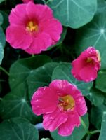 Ab 15.- fr! 15 Samen rare Kapuzinerkresse pink "Cherry Rose"