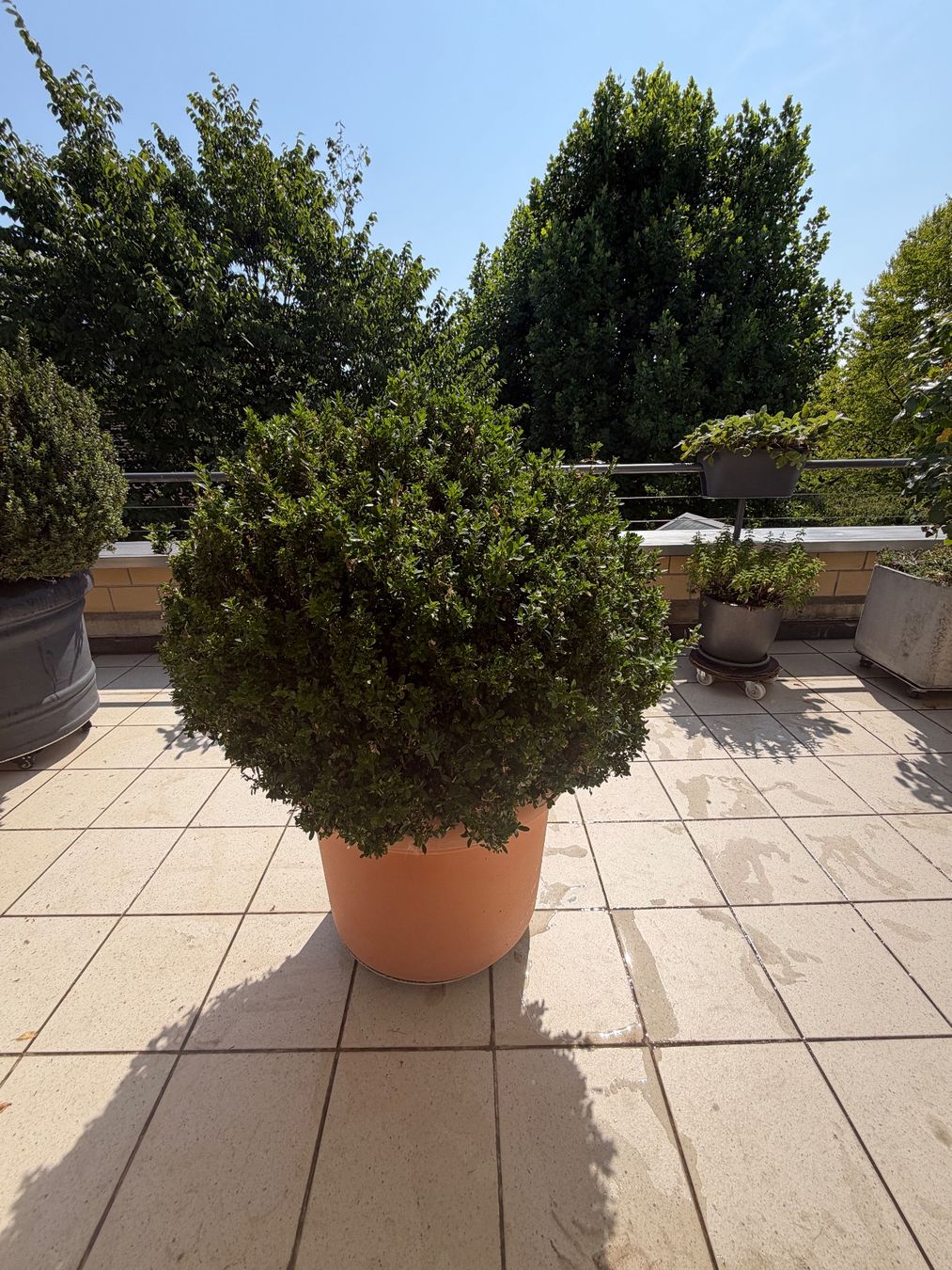 Pflanzen & Samen: Buchsbaum (Buxus) – Gebraucht aus Schaffhausen von Fakelaki