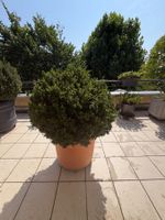 Buchsbaum (Buxus)