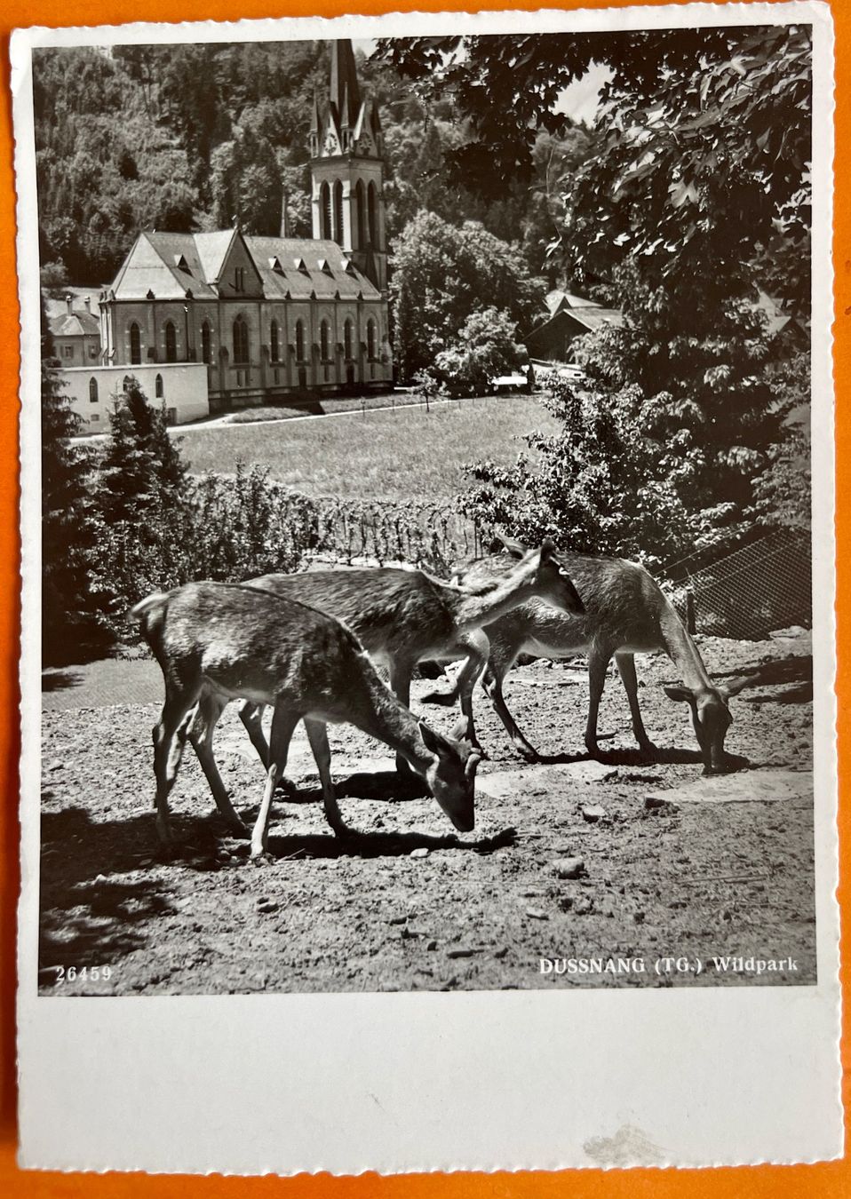 Ansichtskarten: DUSSNANG - Kitz Wildpark 1952 – Gebraucht aus Lutry von Ediego