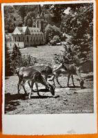 DUSSNANG - Kitz Wildpark 1952
