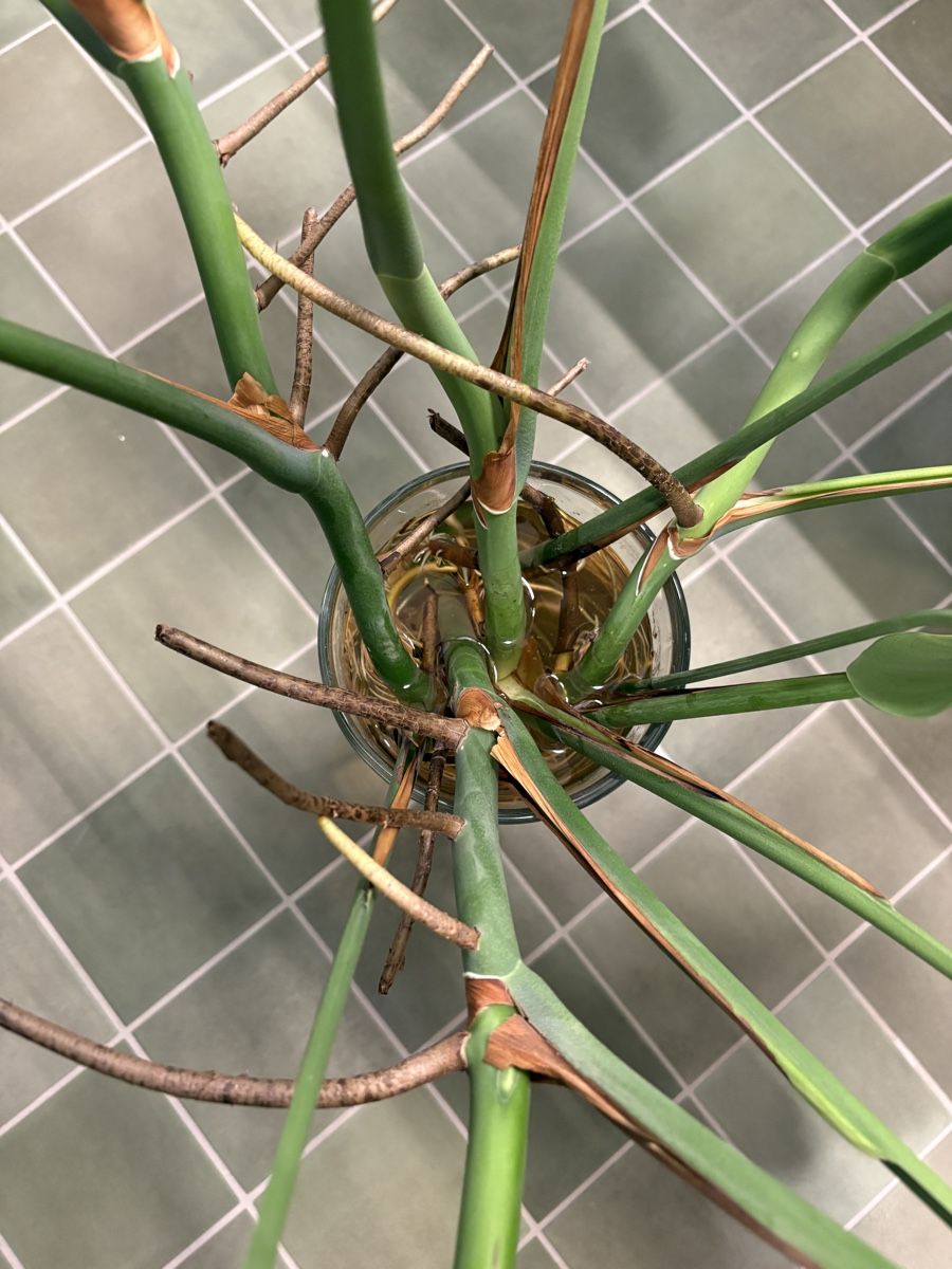 Plantes & graines: Monstera cuts – D'occasion à Zürich par NVTR 2