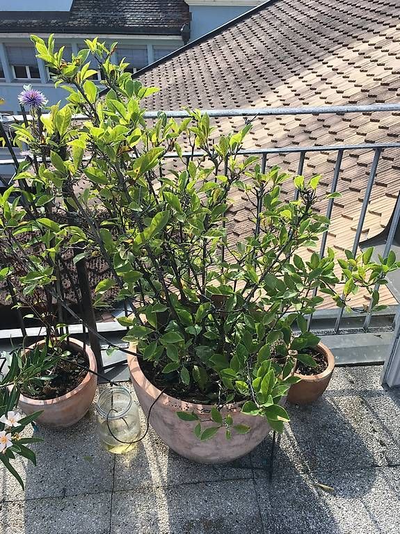 Piante & sementi: DRINGEND! Magnolie & Flieder & Bambus & Rhododendron im Topf – Usato da Saas-Grund venduto da BuenosAires03 1