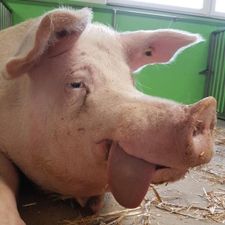 Profile image of hermenchutep