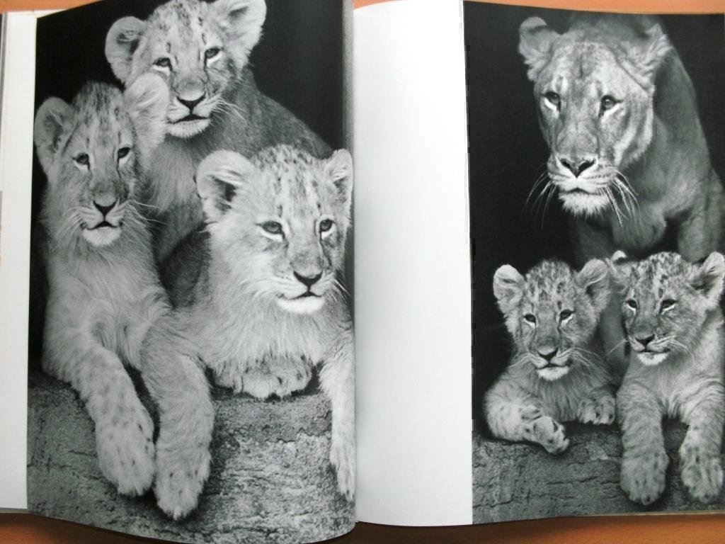 Libri: Im Zoo geboren - Bildband – Usato da Grenchen venduto da Kogi7 8
