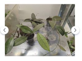 Recherche Hoya