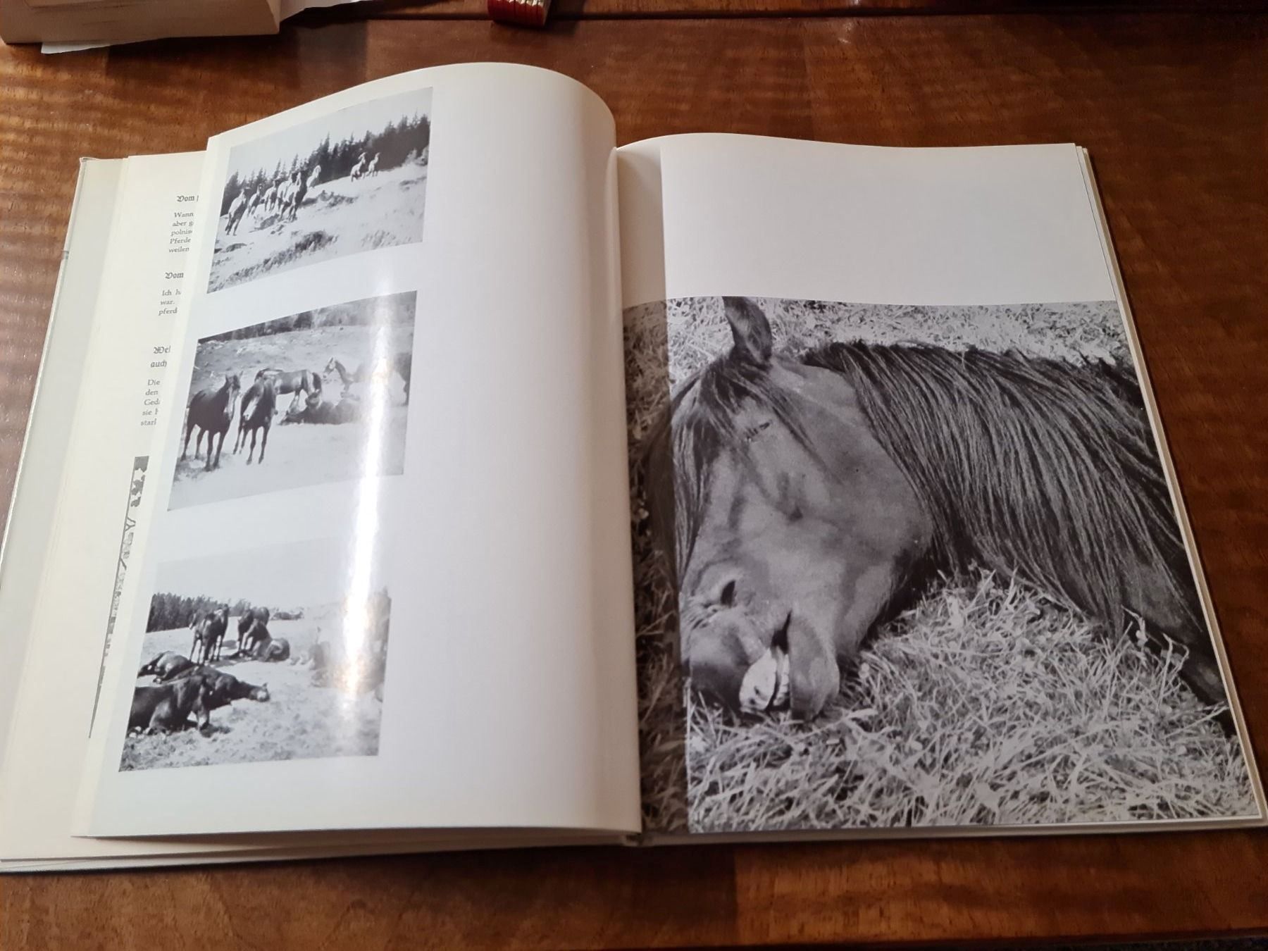 Libri: Pferde in Freiheit – Usato da Erstfeld venduto da Mario_boe0 2