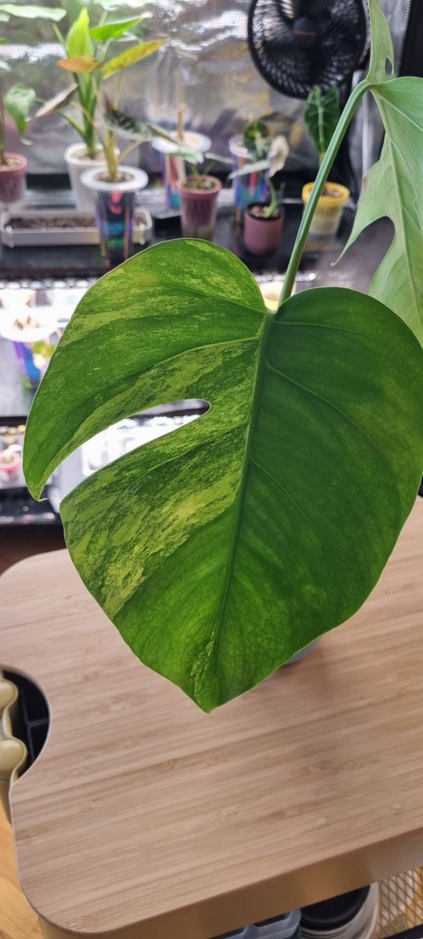 Pflanzen & Samen: 🌿 Monstera Aurea Variegata - Größe M – Neu und originalverpackt aus Wallenwil von LadyLeaf_Ellis1 1