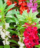 50 Samen MIX Garten Balsam “IMPATIENS”🌸 50 graines MIX