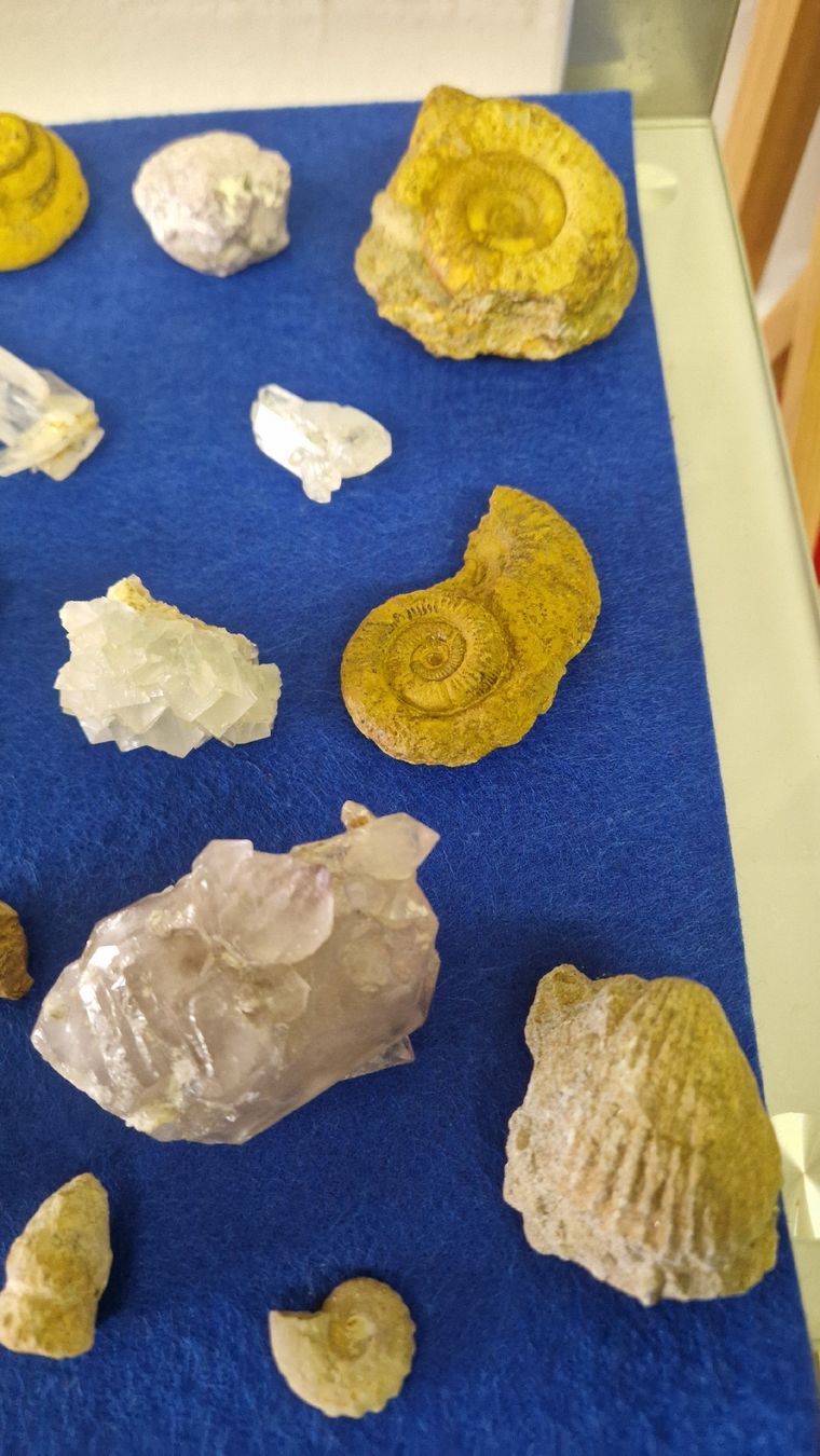 Fossili: Fossiliensammlung – Usato da Niederhasli venduto da rehauge01 5