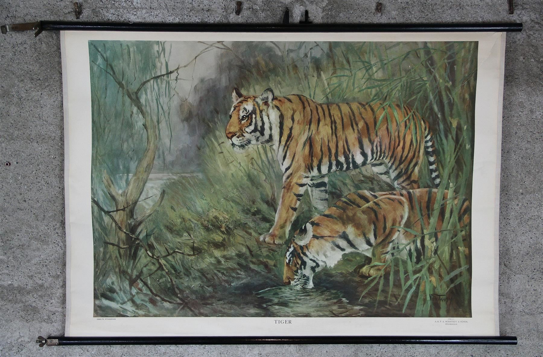 Posters & Illustrations: Schulwandbild, Rollbild "Tiger" – D'occasion à Birrwil par brandschatz_birrwil 2