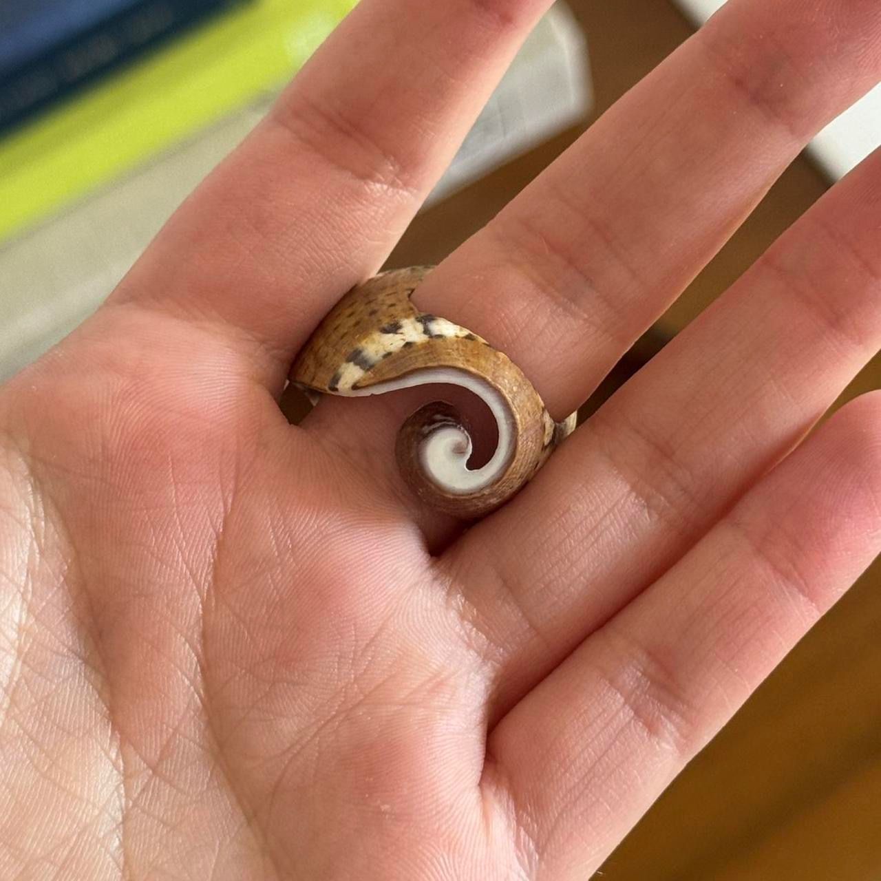 Anelli: Chunky Seashell Ring – Usato da Fribourg venduto da mariedw 1