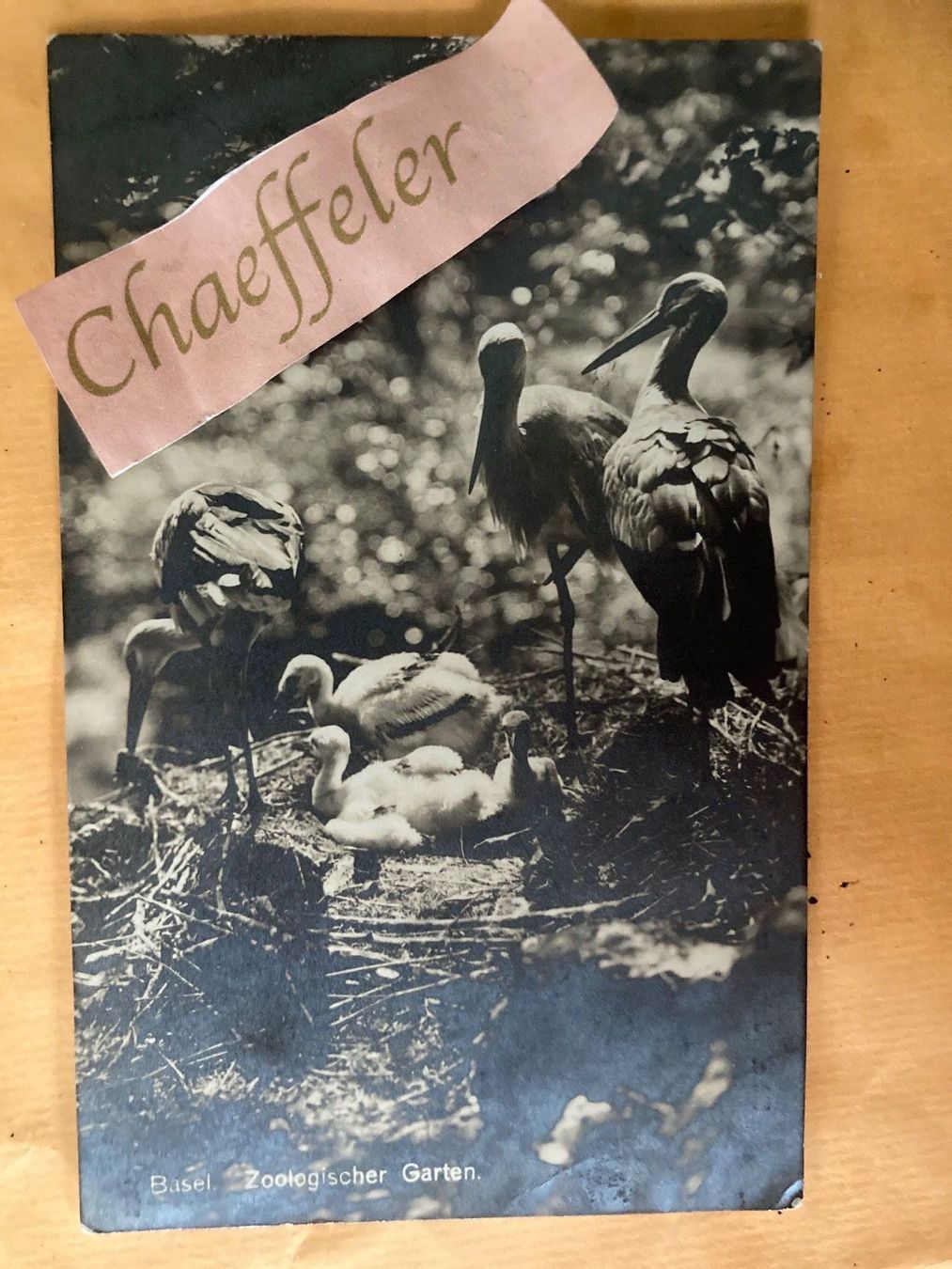 Cartoline postali: Basel, Zoologischer Garten – Usato da Zürich venduto da Chaeffeler