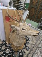 Hirschkopf Präparat auf geschn. Holzschild antik Trophäe