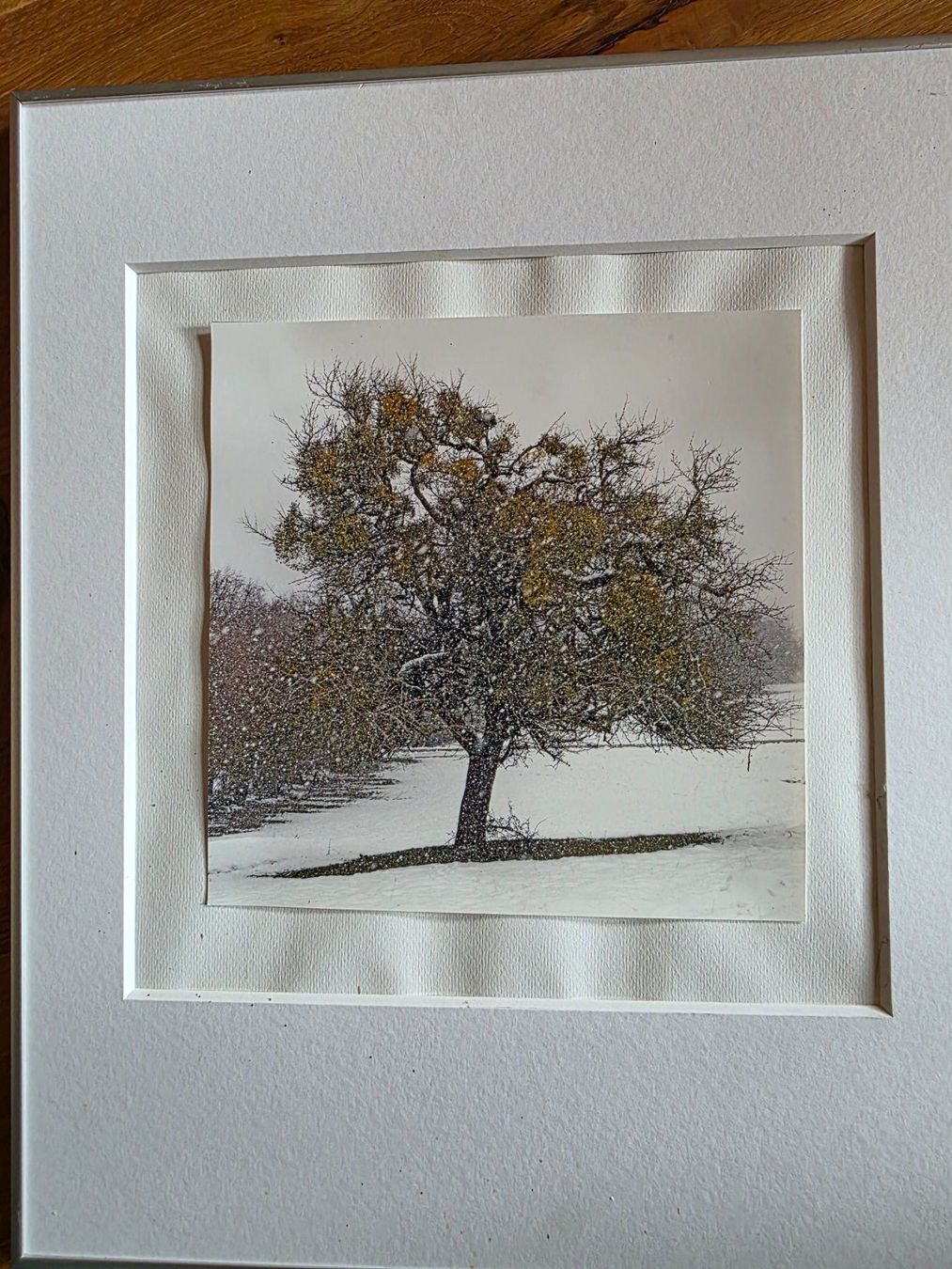 Foto & Immagini: Fotographie Bild wunderbarer Baum im Winter – Usato da Walterswil BE venduto da Lonitti 6