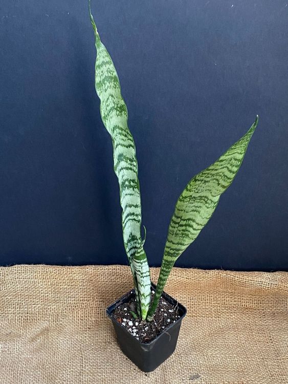 Sansevieria Trifasciata 4j Kaufen Auf Ricardo 