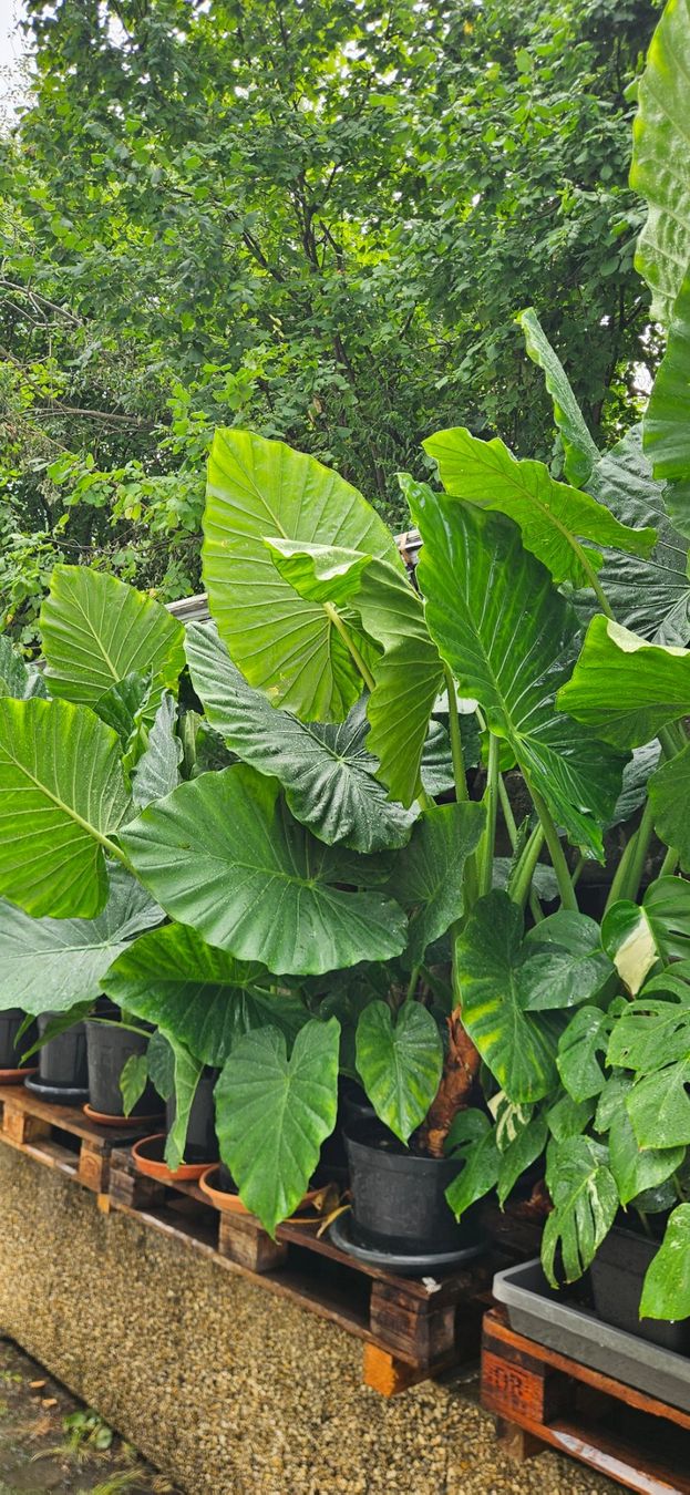 Piante & sementi: Alocasia macrorrhizos – Usato da Wabern venduto da VOLVGNG73 7