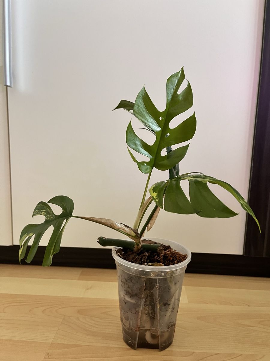 Piante & sementi: Monstera minima variegated Junge Pflanze  – Usato da Sursee venduto da gal_lp7g 1