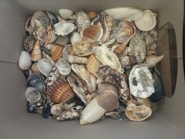 Muscheln aus verschiedenen Ländern gesammelt