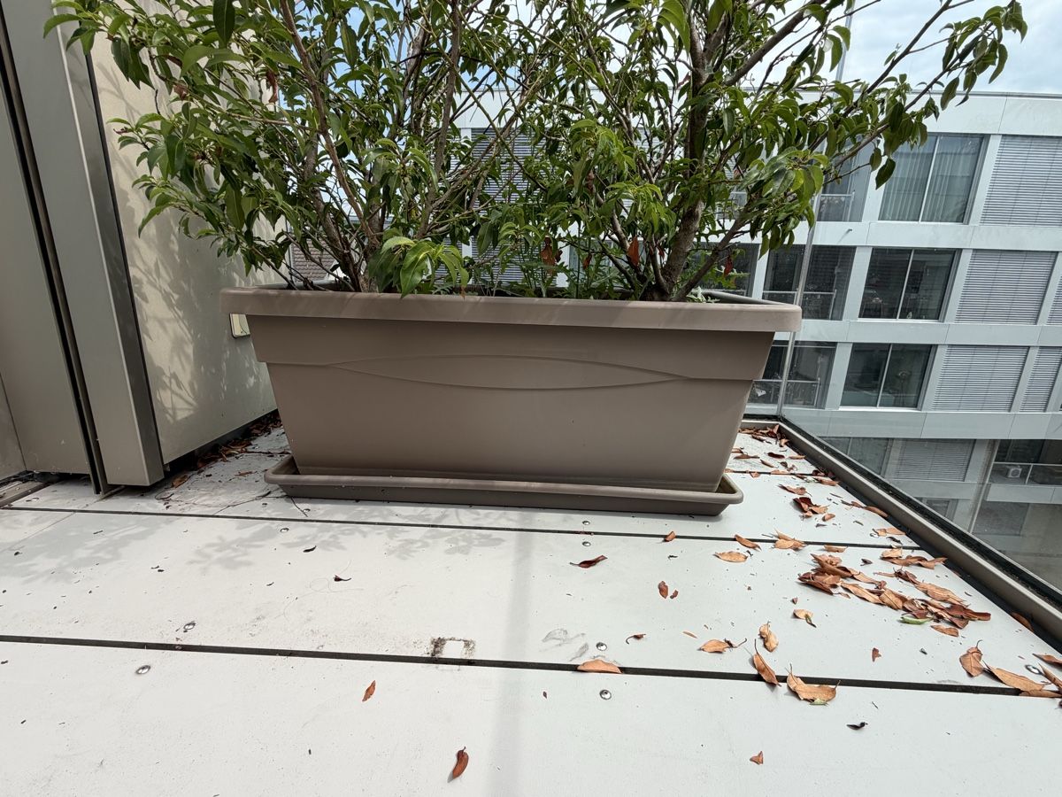 Piante & sementi: Blumentopf mit Pflanze und Untersetzer  – Usato da Winterthur venduto da saram26 4