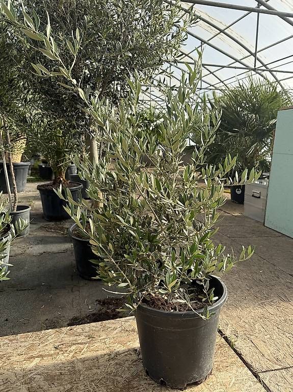 Piante & sementi: Schöner Olivenbaum im Topf – Nuovo (secondo la descrizione) da Zuckenriet venduto da Thur_Plant 1