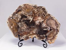 Versteinertes Holz Platte 334g. - 15,4cm mit Metallständer
