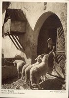 Unter-Engadin   GR  -   Schafe      um  1 9 3 3