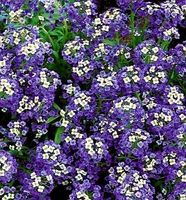 50 SAMEN STEINKRAUT ALYSSUM "VIOLET QUEEN"