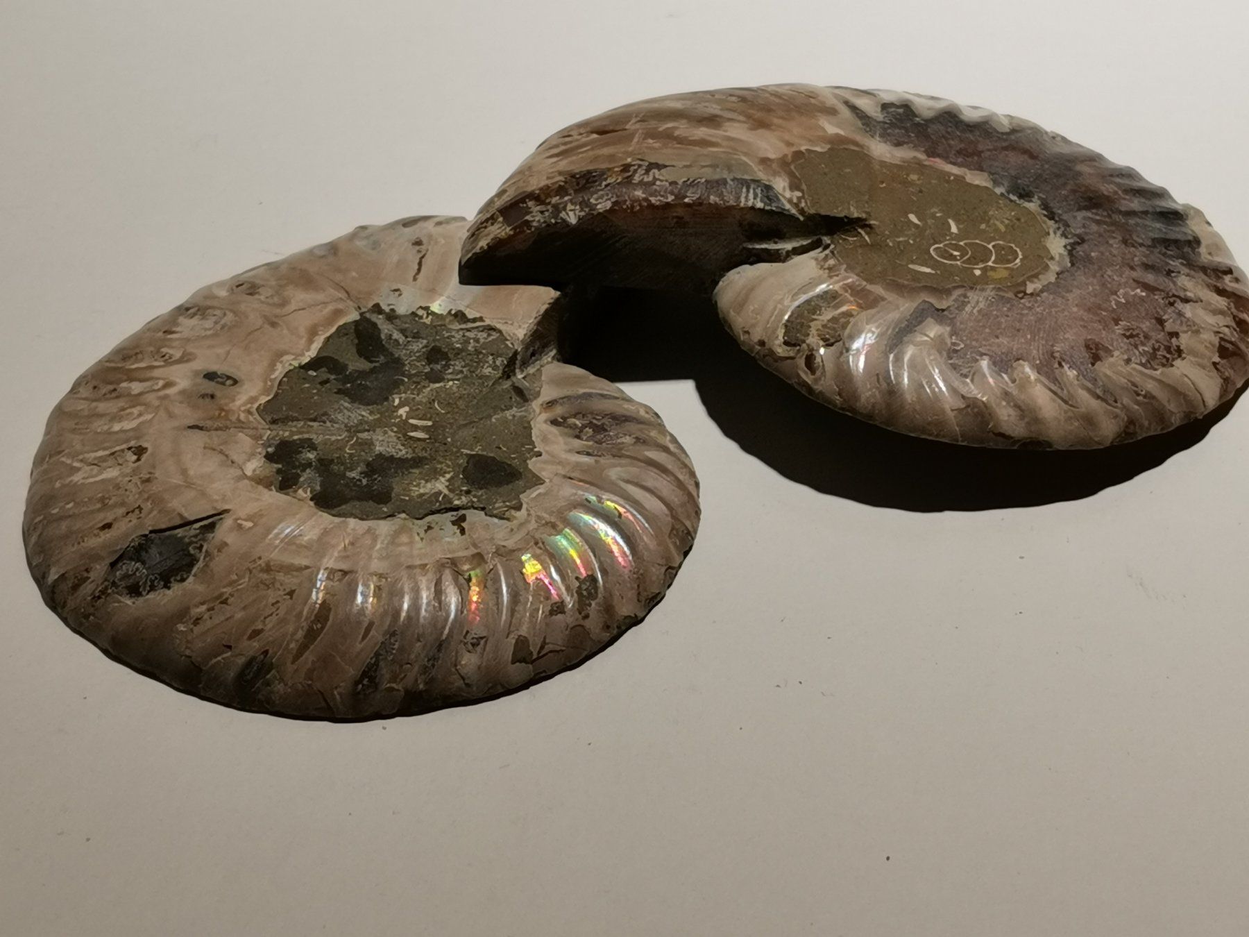 Fossilien: Ammonit Paar Poliert 202-03 – Gebraucht aus Suhr von Brocki-Suhr 5