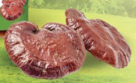 Cibi & Specialità: Reishi Kapseln – Nuovo (secondo la descrizione) da Mulhouse venduto da Phytomisansuisse 2