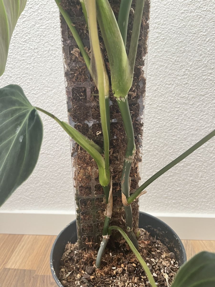 Piante & sementi: Philodendron Splendid – Usato da Zürich venduto da pie_rc6y 2
