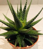 “HAWORTHIA PUMLLA” 10 cm  Zimmerpflanze