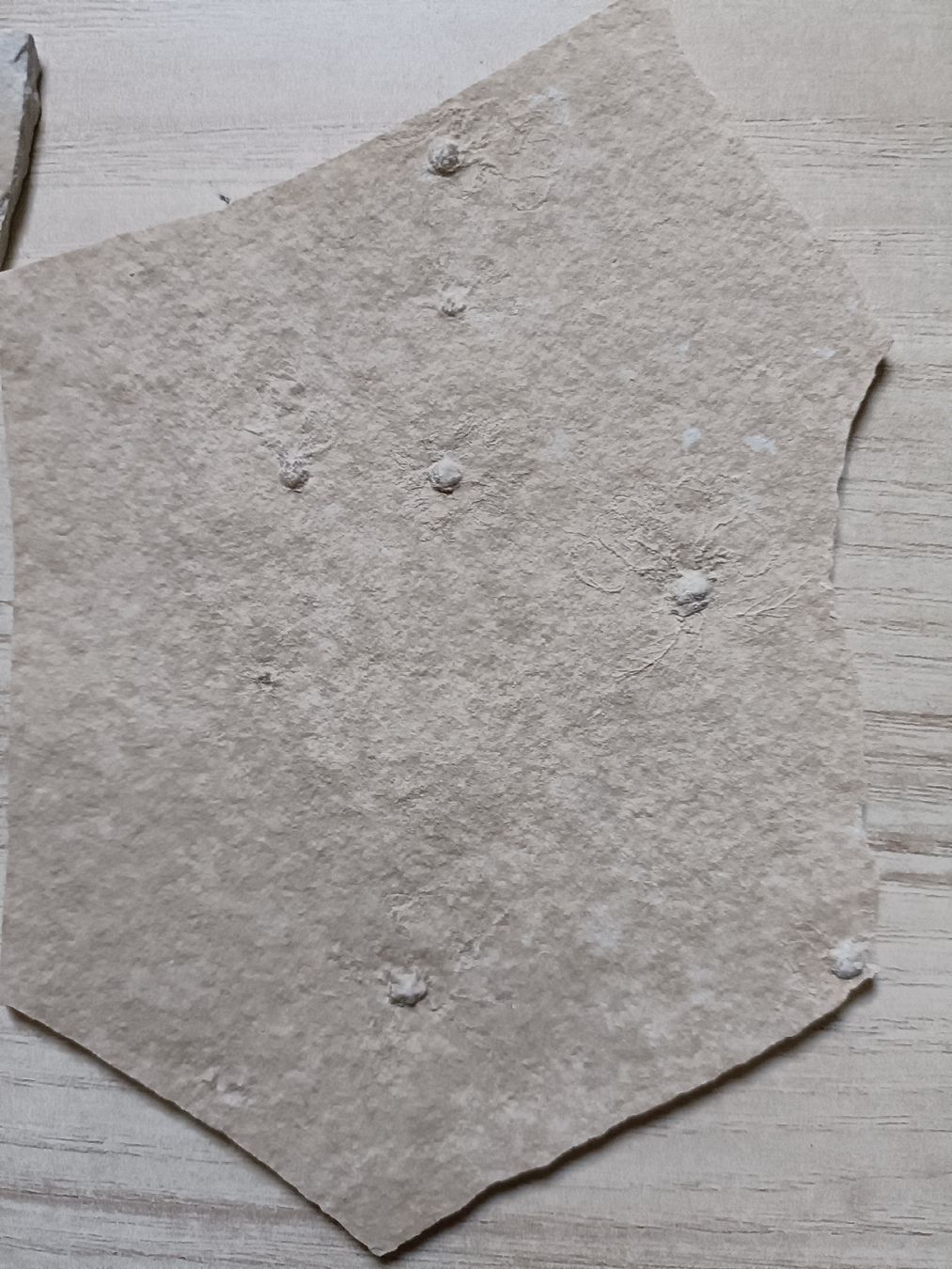Fossili: Fossilien Sammlung von Solnhofen, DE – Usato da Baden venduto da mar_zhd9 1