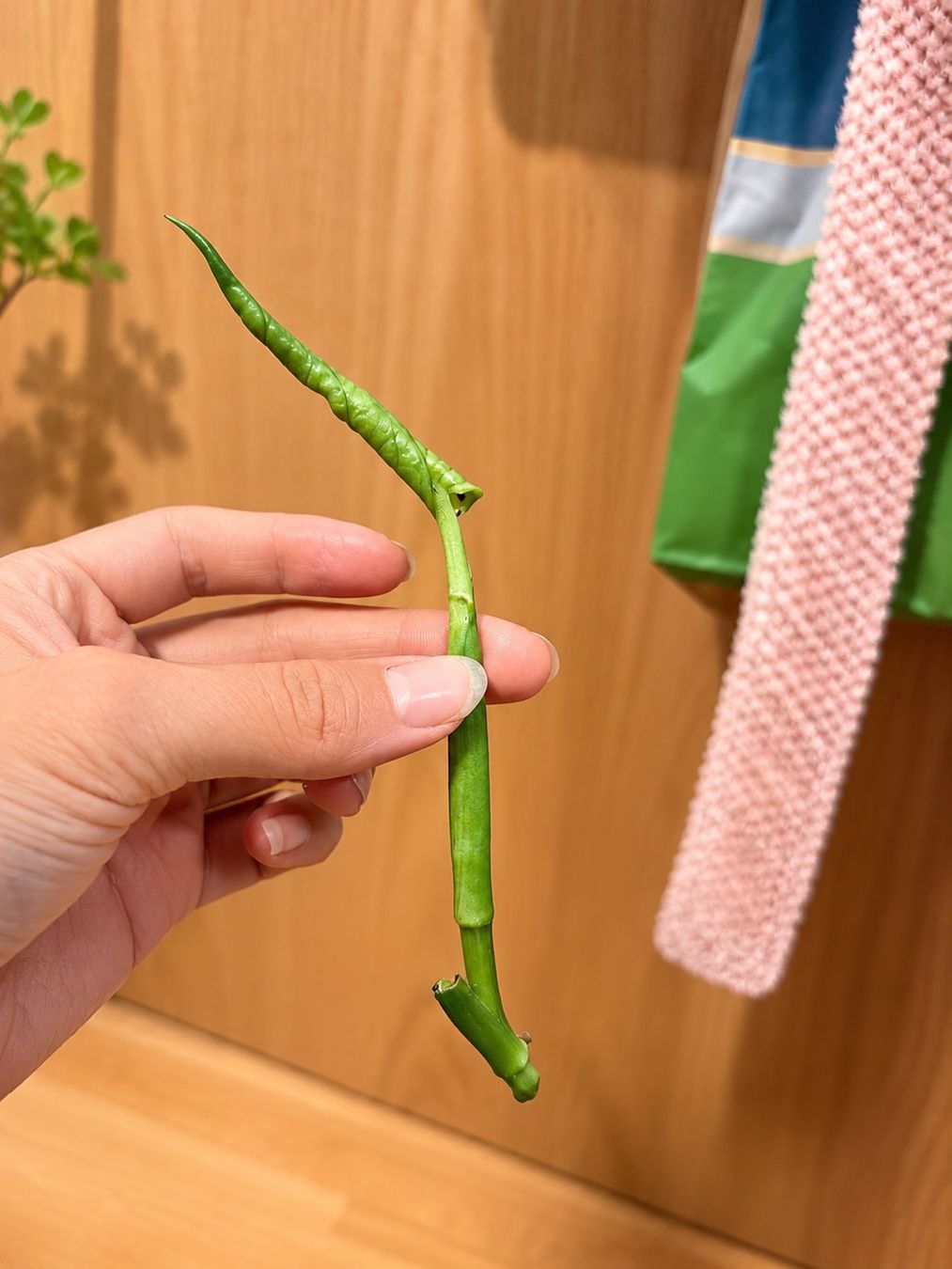 Pflanzen & Samen: Monstera Adansonii Steckling✨ – Neu (gemäss Beschreibung) aus Altdorf UR von nemio.shop 3