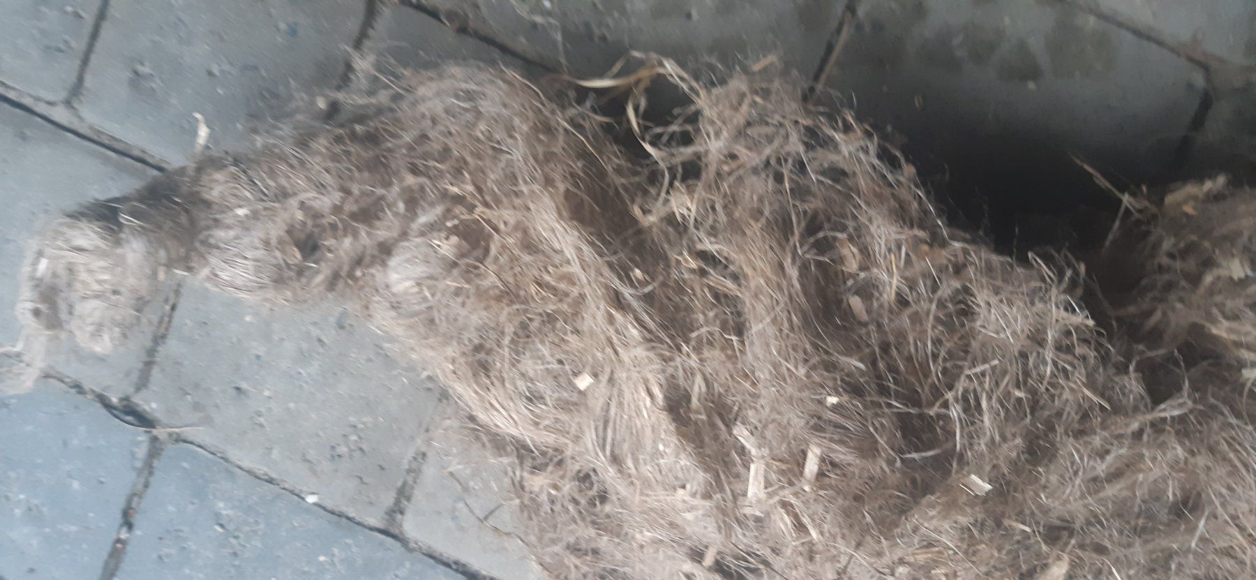 Tutte le decorazioni: crin de cheval – Usato da dompierre venduto da kiko66 1
