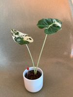 Alocasia Frydek Variegata in Hydrokultur 