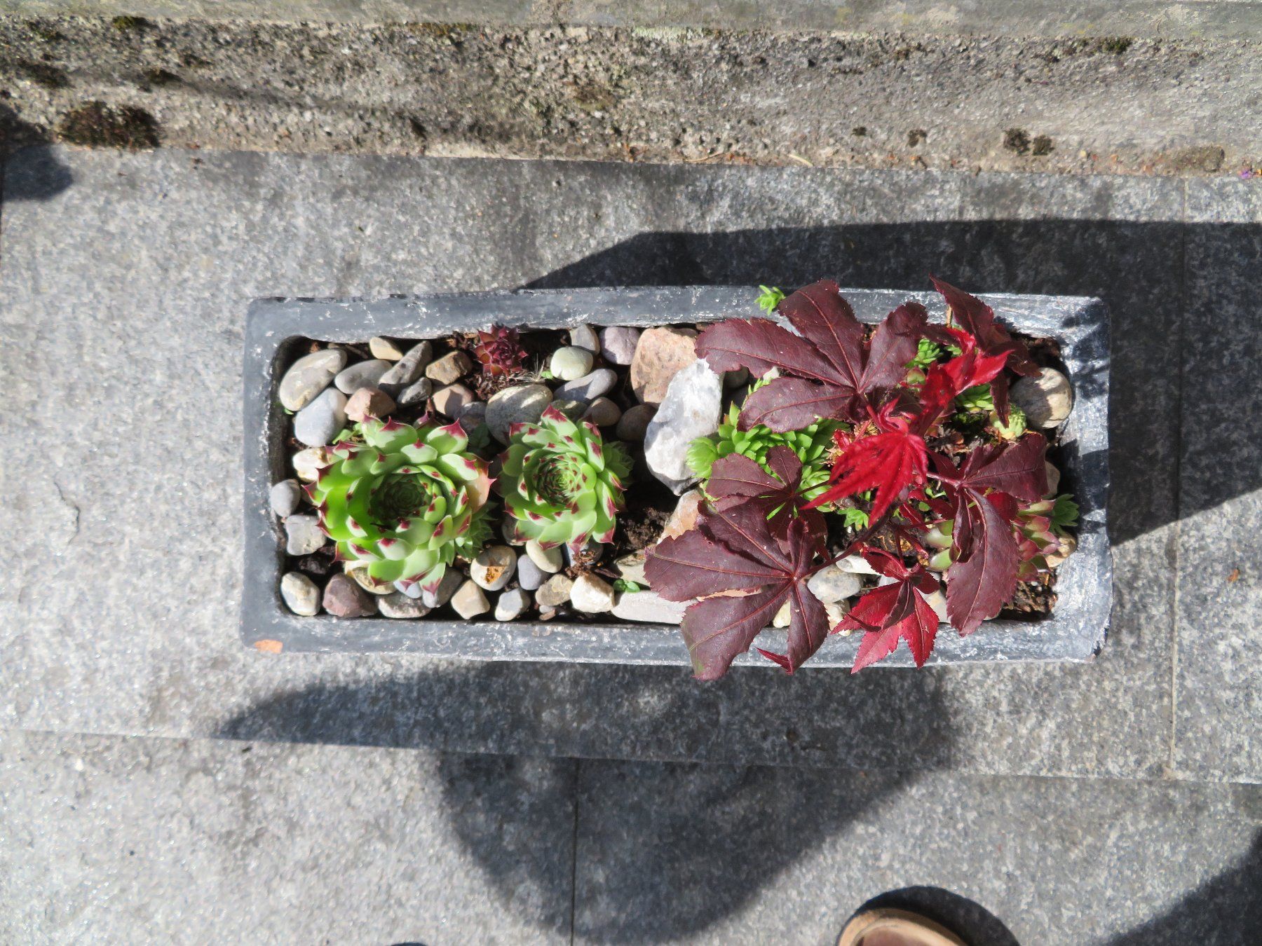 Vasi per fiori: Ton-Pflanzgefäss anthrazit mit winterharter Bepflanzung – Usato da Kehrsatz venduto da Heikas 2