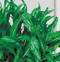 Wilde Rauke a 'Foglia d’Ulivo', Rucola / 20 Samen