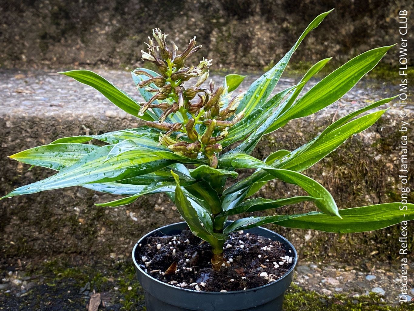 Pflanzen & Samen: Dracaena Reflexa ‘Song of Jamaica’ - tropische Eleganz – Neu und originalverpackt aus Adliswil von astom369 1