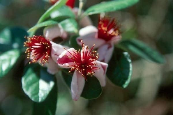 Plantes & graines: GOYAVIER DU BRESIL  2x – Neuf (Voir description) à Bremblens par FIBONACCI369 3