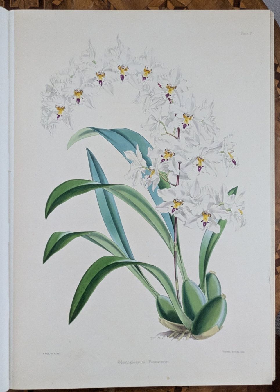 Libri: James Bateman - Monographie Odontoglossum – Usato da Bülach venduto da mueller8180 7