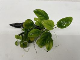 Aquarium Pflanze Anubia auf Wurzel