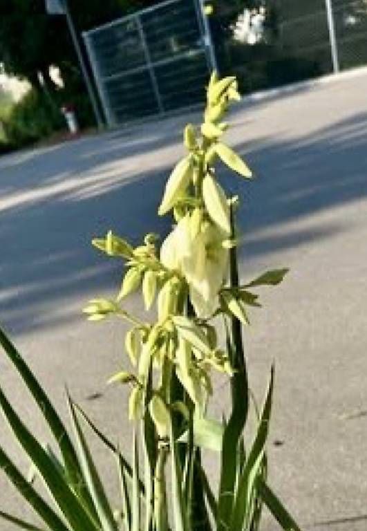 Pflanzen & Samen: Winterharte Yucca  – Gebraucht aus Frauenfeld von Irene.Schuppli 3