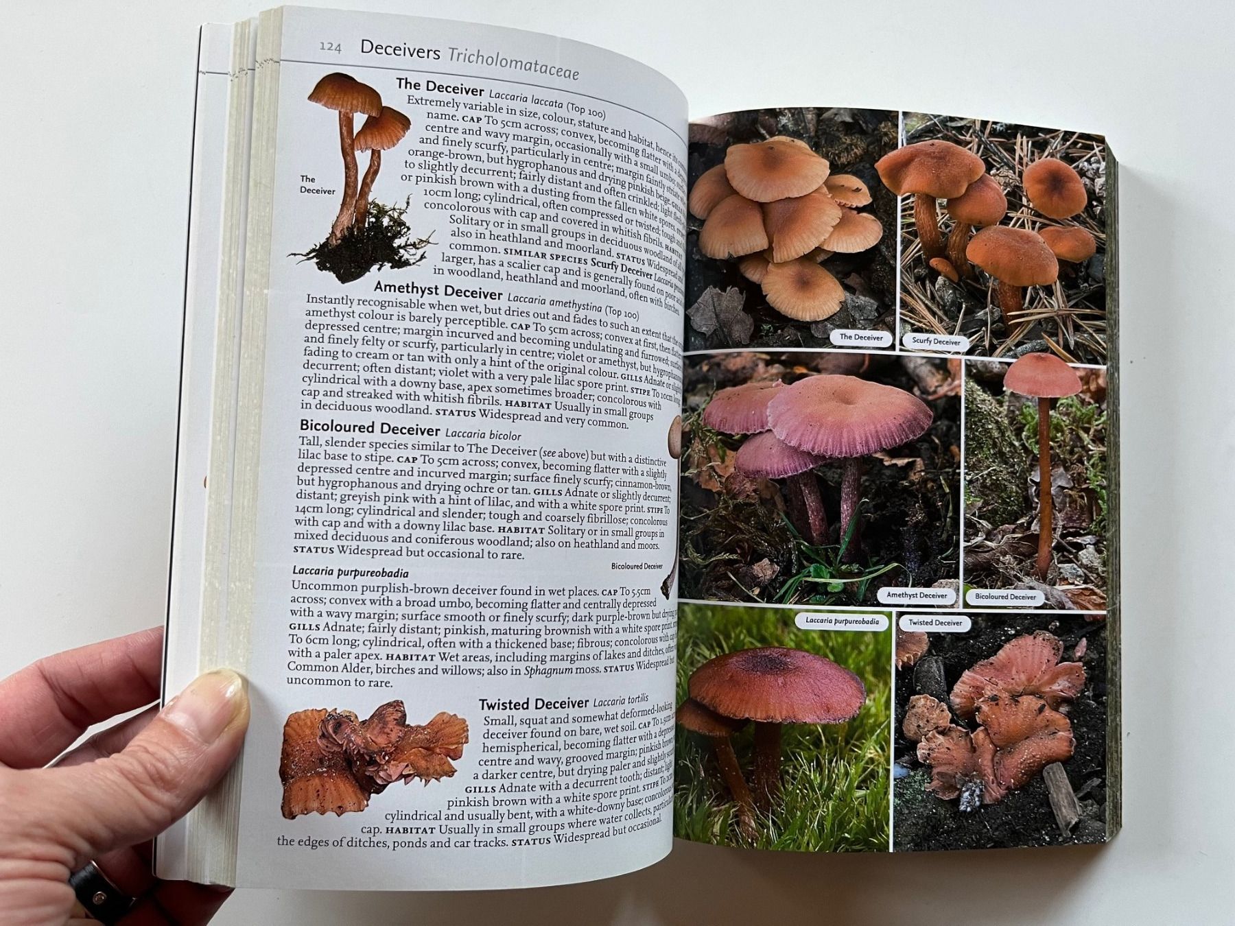 Libri: Collins Complete Guide to British Mushrooms Toadstools – Usato da Laufen venduto da Nuria44 9